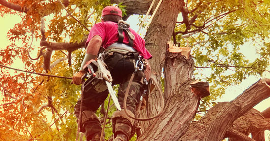 man climbing tree with special gear to remove tree